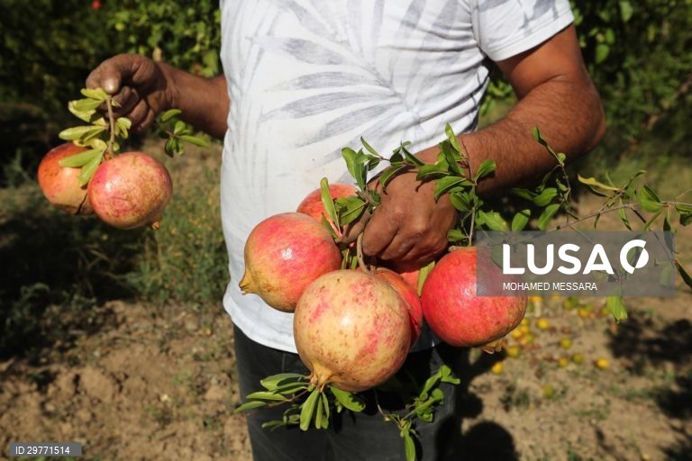 Tunísia: Colheita de romãs