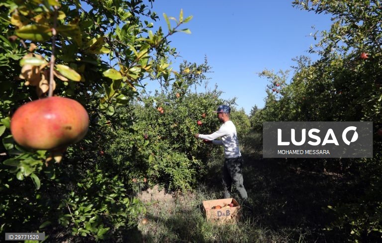 Tunísia: Colheita de romãs