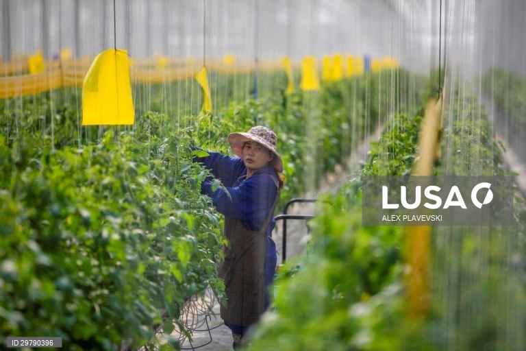 China: Agricultura em Zhenjiang