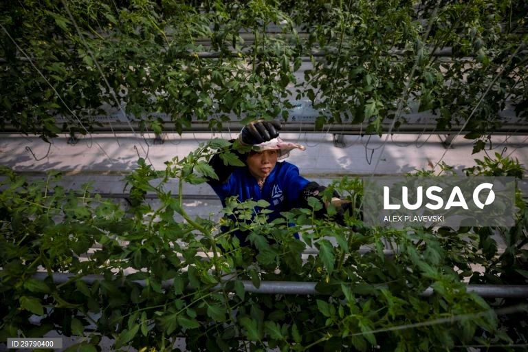 China: Agricultura em Zhenjiang