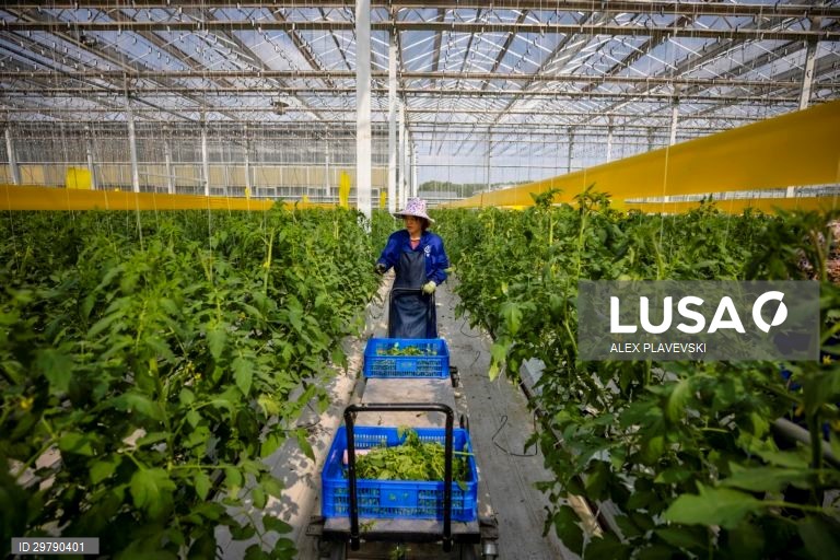 China: Agricultura em Zhenjiang