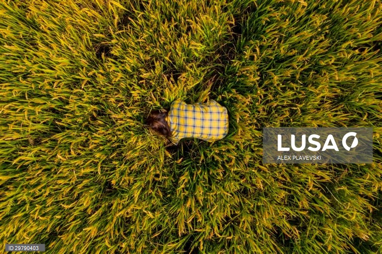 China: Agricultura em Zhenjiang