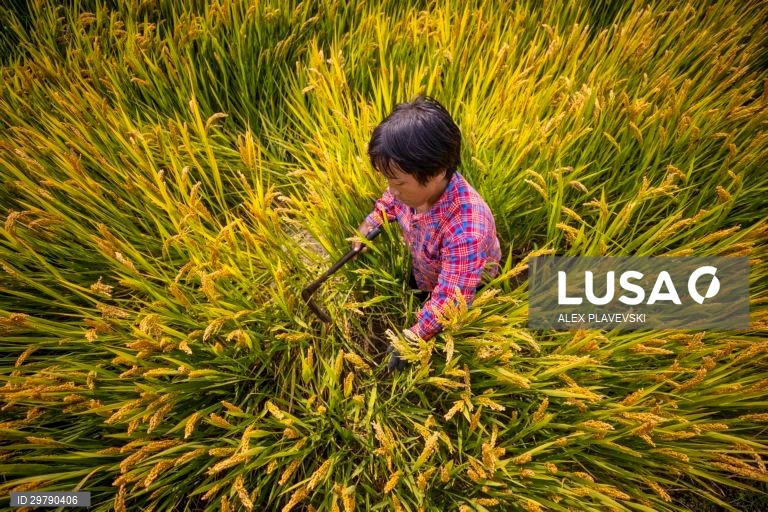 China: Agricultura em Zhenjiang