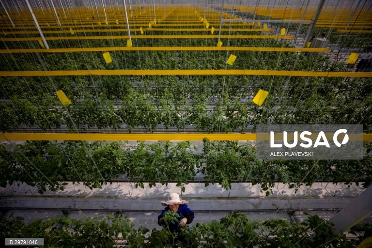 China: Agricultura em Zhenjiang