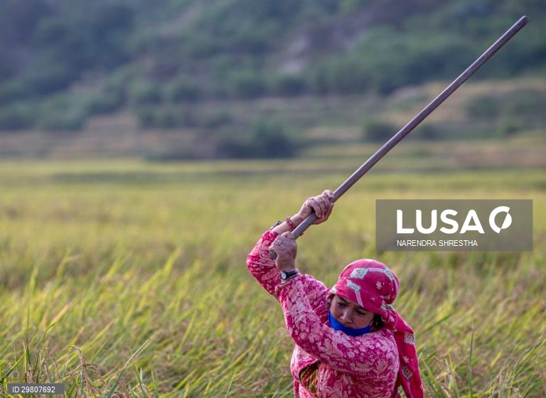 Colheita de arroz em Lalipur