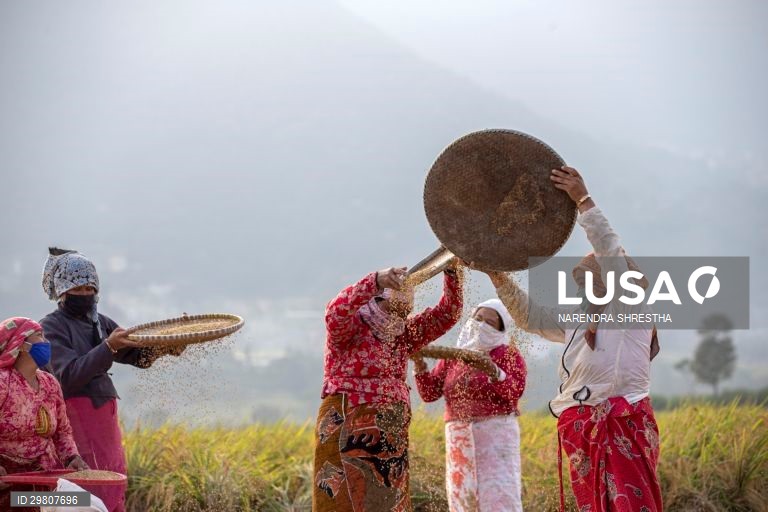 Colheita de arroz em Lalipur