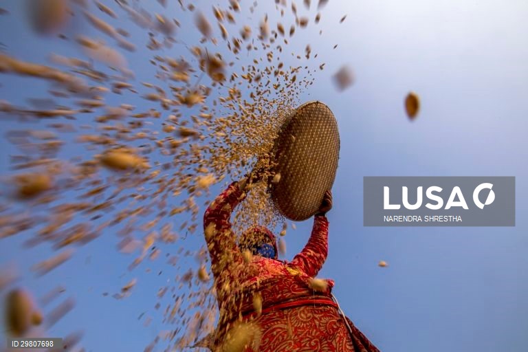 Colheita de arroz em Lalipur