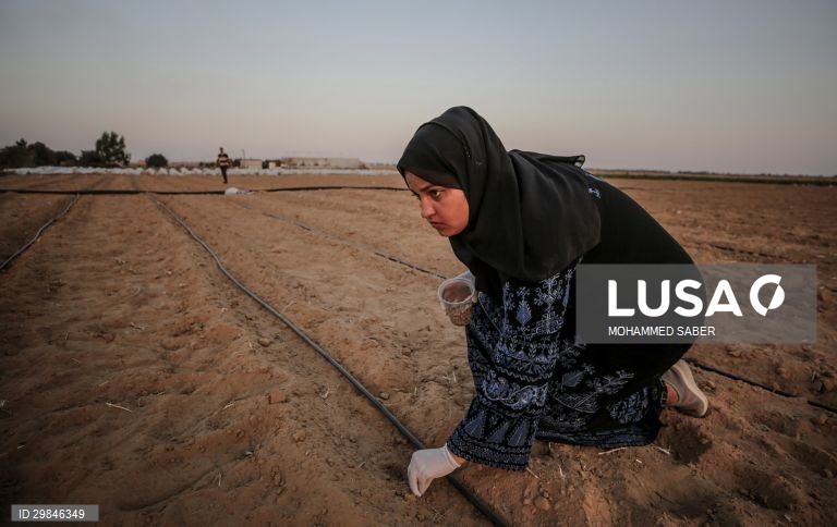 Estudantes universitários plantam ervilhas em Gaza
