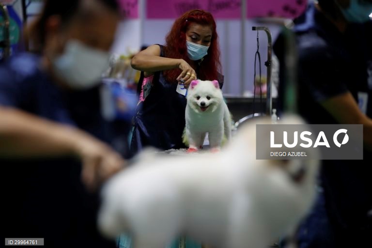 Exposição Canina Internacional da Tailândia em Banguecoque
