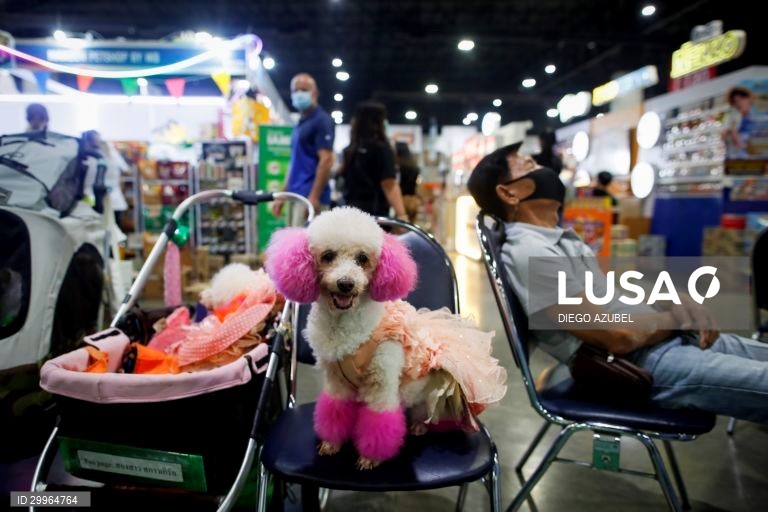 Exposição Canina Internacional da Tailândia em Banguecoque