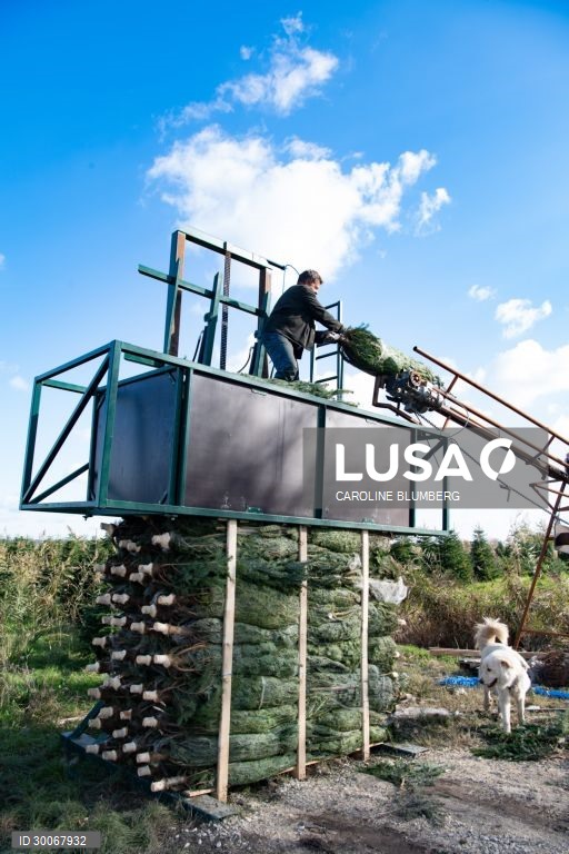 França: Árvores de Natal