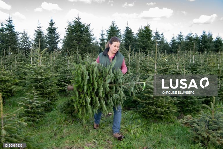 França: Árvores de Natal