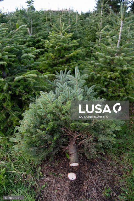 França: Árvores de Natal