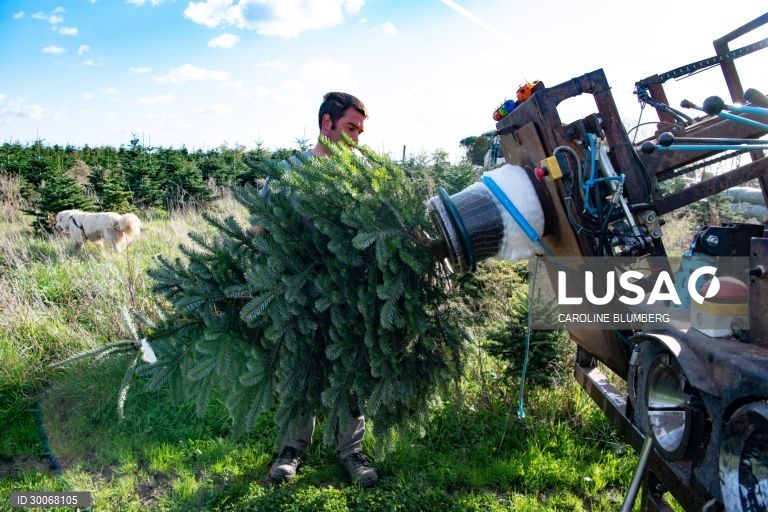 França: Árvores de Natal