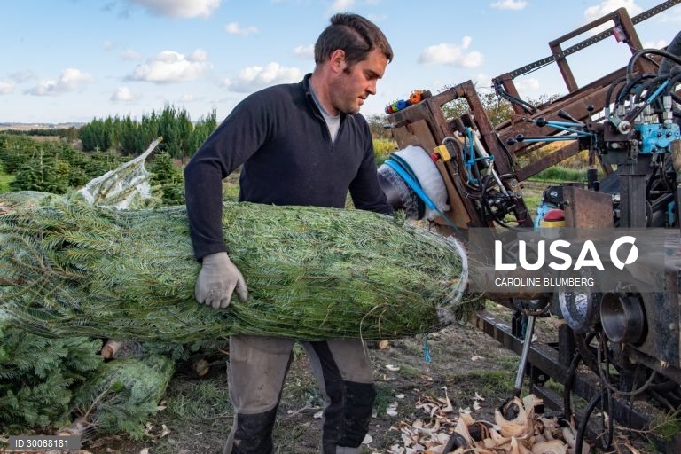 França: Árvores de Natal