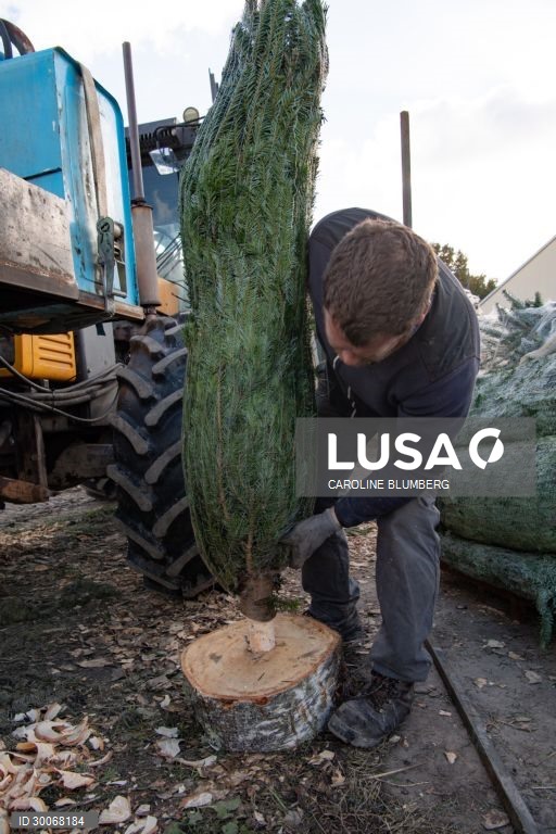França: Árvores de Natal
