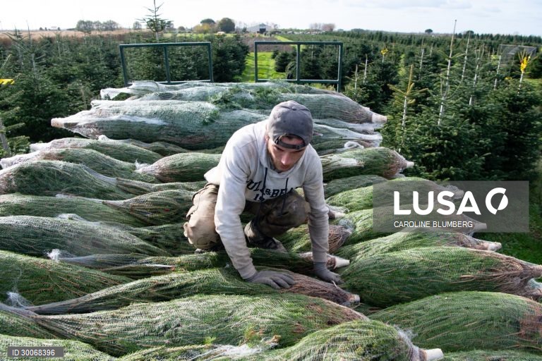 França: Árvores de Natal