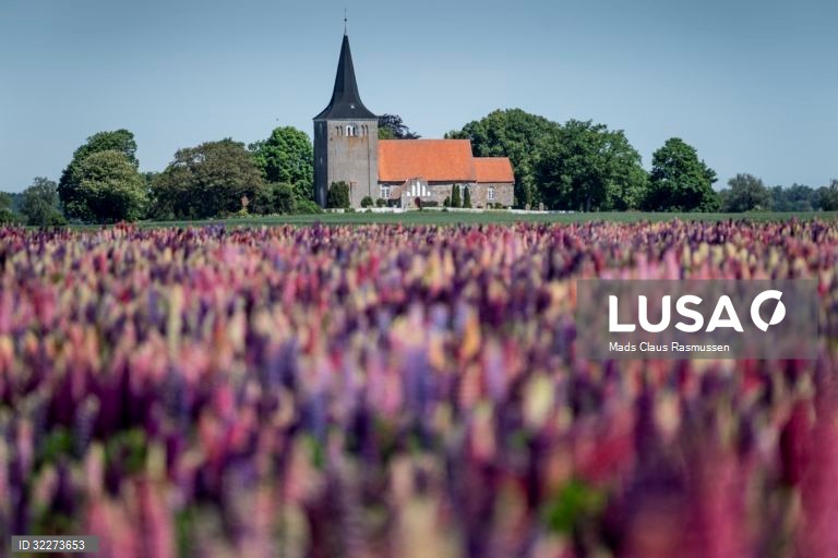 Um campo de flores de tremoço tremoço na Ilha de Lolland