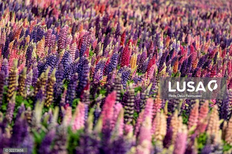 Um campo de flores de tremoço tremoço na Ilha de Lolland