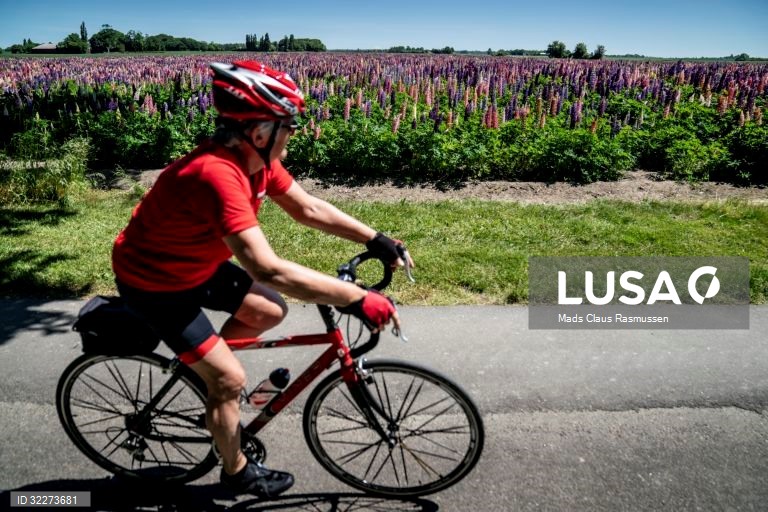 Um campo de flores de tremoço tremoço na Ilha de Lolland