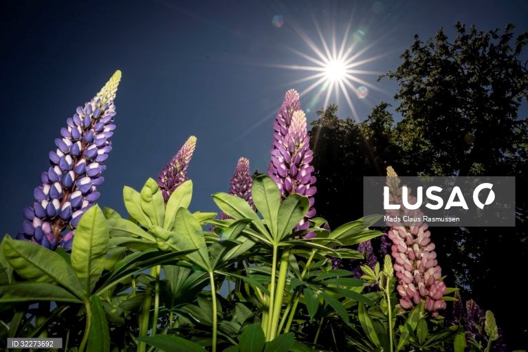 Um campo de flores de tremoço tremoço na Ilha de Lolland