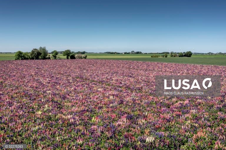 Um campo de flores de tremoço tremoço na Ilha de Lolland