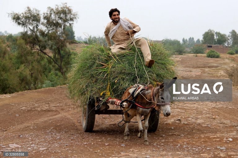 Paquistão: Refugiados afegãos em Peshawar