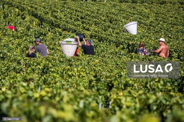 Vindimas após queda de geada em Chablis 