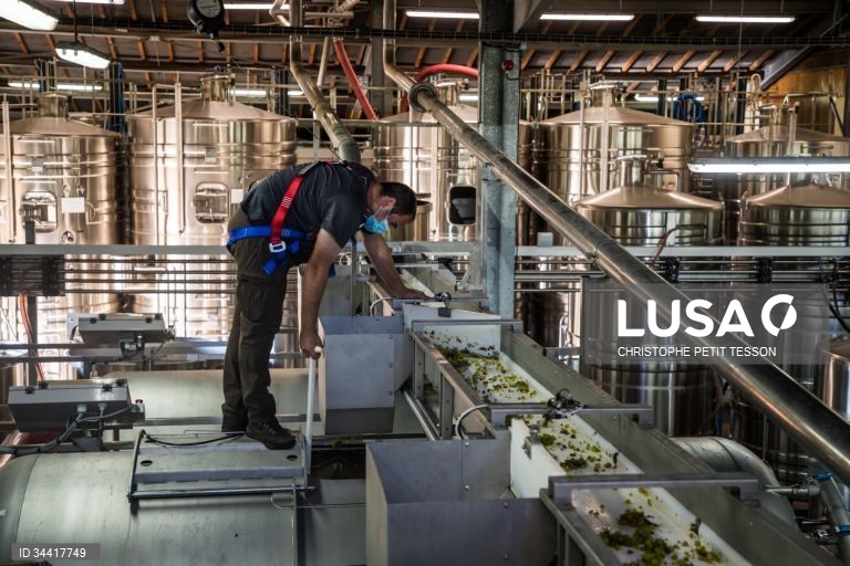 Vindimas após queda de geada em Chablis 