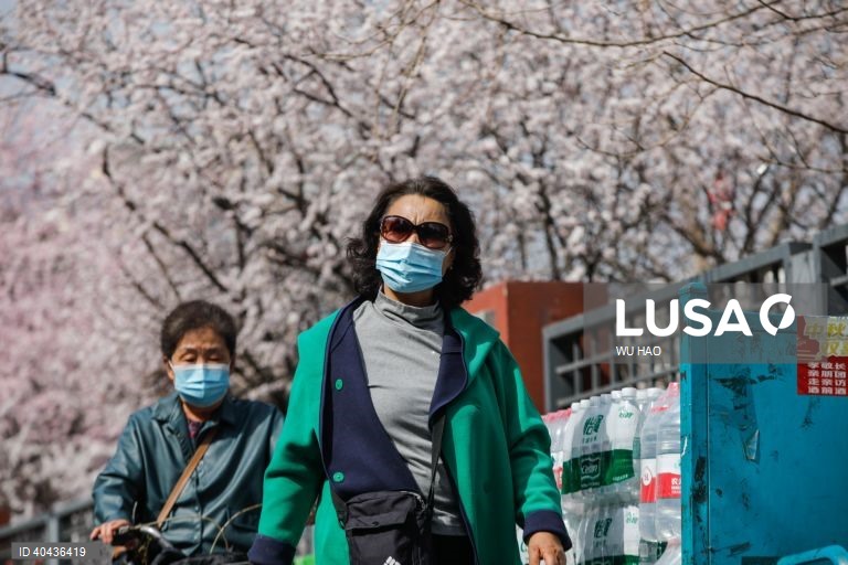 China: Floração dos pessegueiros em Pequim