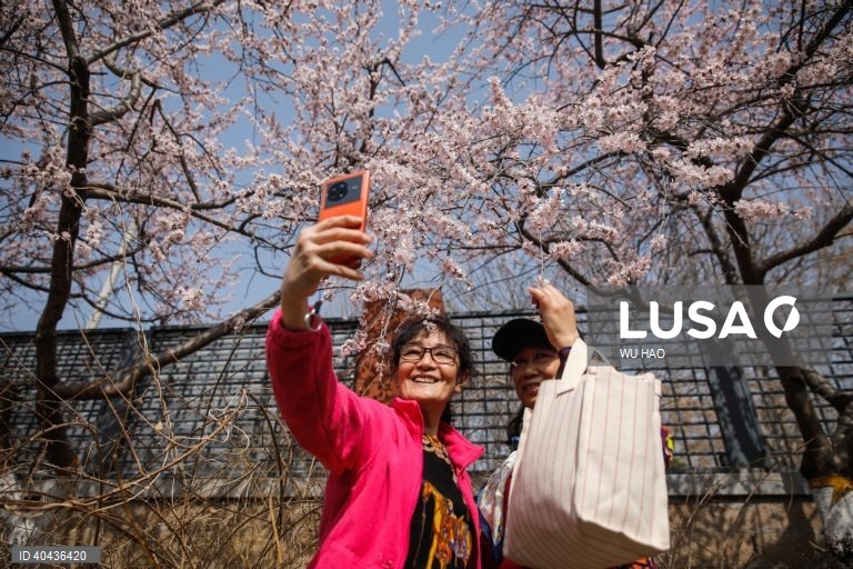 China: Floração dos pessegueiros em Pequim