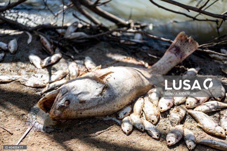 Milhares de peixes morreram devido ao tempo quente das alterações climáticas no rio Darling-Baaka, na Austrália.