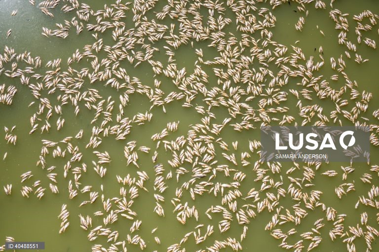 Milhares de peixes morreram devido ao tempo quente das alterações climáticas no rio Darling-Baaka, na Austrália.