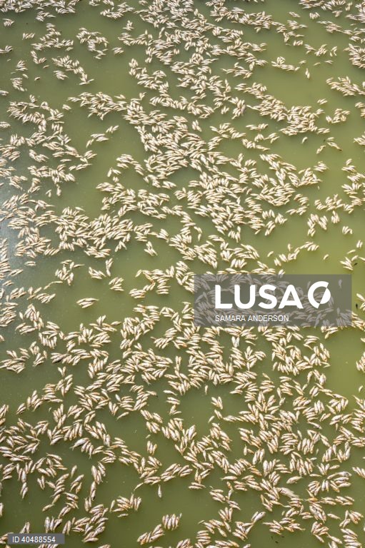 Milhares de peixes morreram devido ao tempo quente das alterações climáticas no rio Darling-Baaka, na Austrália.