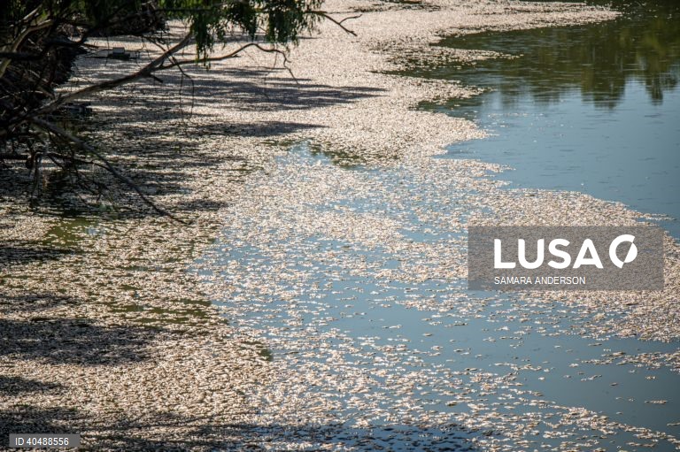 Milhares de peixes morreram devido ao tempo quente das alterações climáticas no rio Darling-Baaka, na Austrália.
