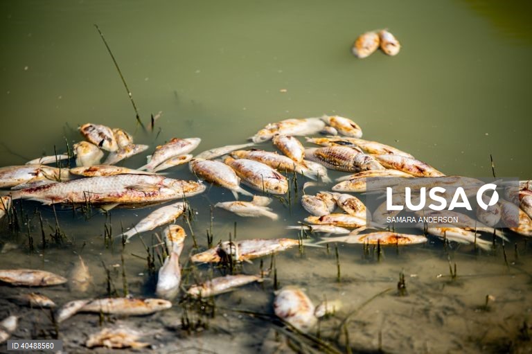 Milhares de peixes morreram devido ao tempo quente das alterações climáticas no rio Darling-Baaka, na Austrália.