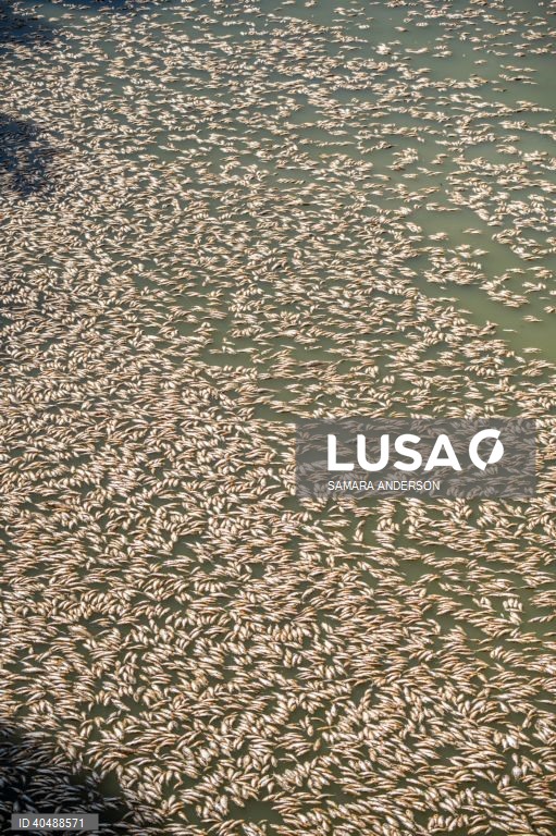 Milhares de peixes morreram devido ao tempo quente das alterações climáticas no rio Darling-Baaka, na Austrália.