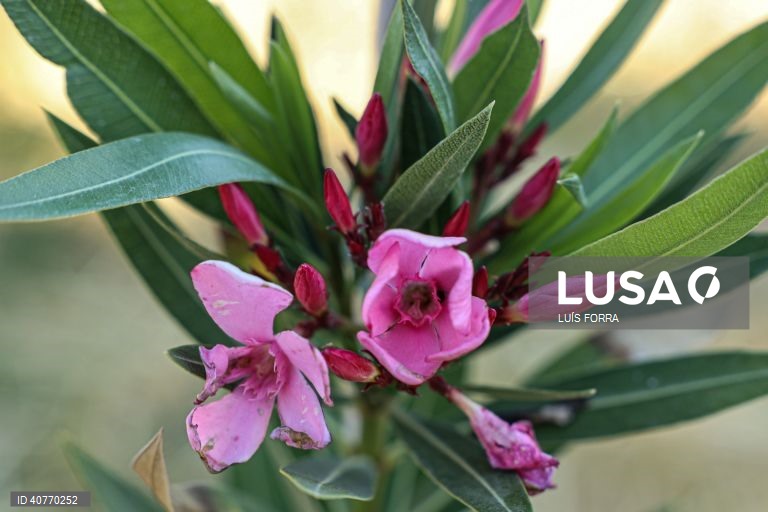 O loendro faz parte da primeira floresta Miyawaki do Algarve plantada no Algoz, por iniciativa do projecto Floresta Nativa, desenvolvida por Sónia Soares, uma bióloga com mestrado em ecologia e gestão ambiental, Algoz, 12 de maio de 2023. As florestas Miyawaki caracterizam-se por terem apenas espécies vegetais nativas da região onde são criadas. Estas plantas não são uma opção as florestas naturais, mas sim um meio de reflorestar habitats ambientais ecologicamente degradados por exemplo em...