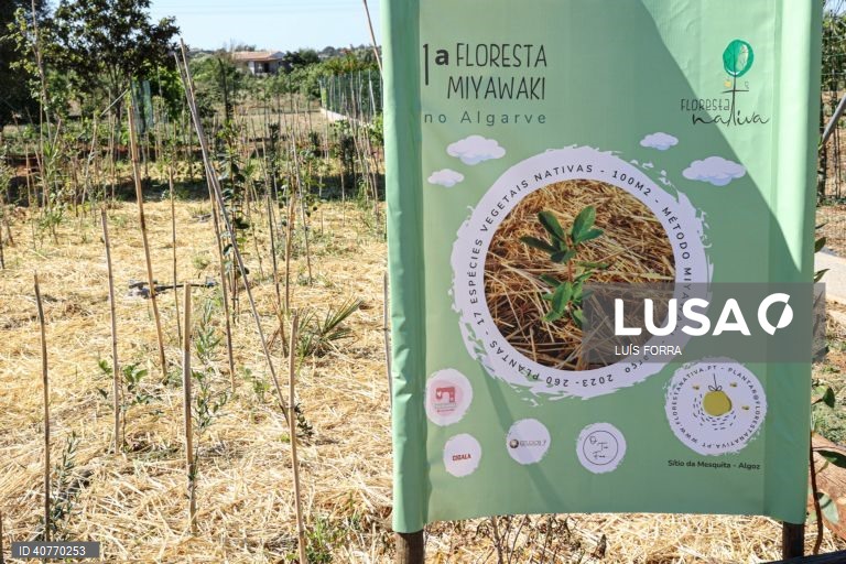 A primeira floresta Miyawaki do Algarve foi plantada no Algoz, por iniciativa do projecto Floresta Nativa, desenvolvida por Sónia Soares, uma bióloga com mestrado em ecologia e gestão ambiental, Algoz, 12 de maio de 2023. As florestas Miyawaki caracterizam-se por terem apenas espécies vegetais nativas da região onde são criadas. Estas plantas não são uma opção as florestas naturais, mas sim um meio de reflorestar habitats ambientais ecologicamente degradados por exemplo em meios urbanos. (...