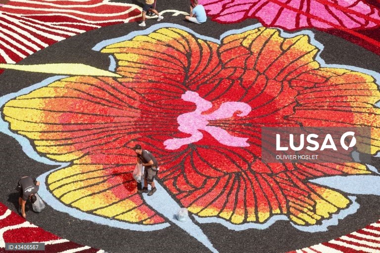 Tapete Floral na Grand-Place em Bruxelas, Bélgica,. De dois em dois anos, a Grand Place, em Bruxelas, é coberta com um tapete de begónias. O tapete de 70m x 24m é feito por 120 voluntários, utilizando quase 1 milhão de flores em menos de 4 horas. 