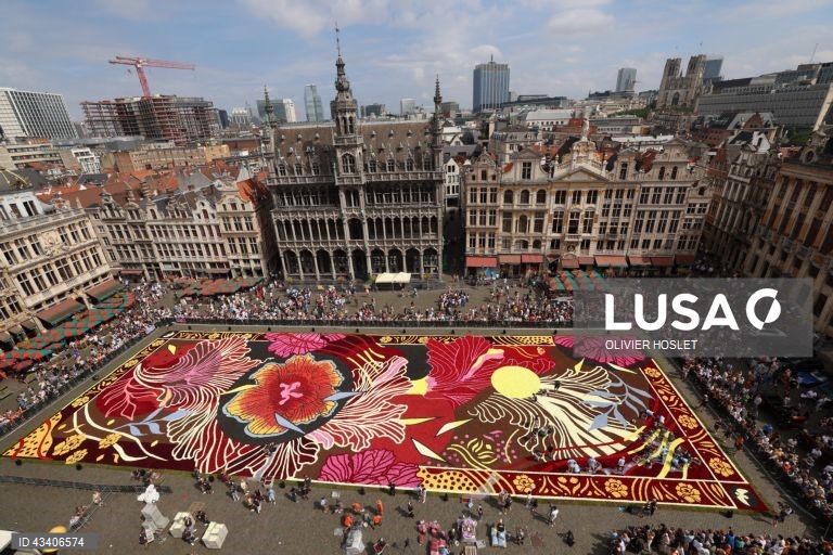 Tapete Floral na Grand-Place em Bruxelas, Bélgica,. De dois em dois anos, a Grand Place, em Bruxelas, é coberta com um tapete de begónias. O tapete de 70m x 24m é feito por 120 voluntários, utilizando quase 1 milhão de flores em menos de 4 horas. 
