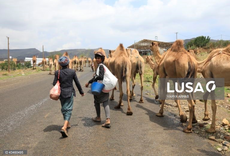 Iémen: Criação de camelos nos arredores de Saná