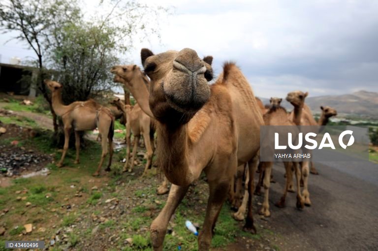 Iémen: Criação de camelos nos arredores de Saná