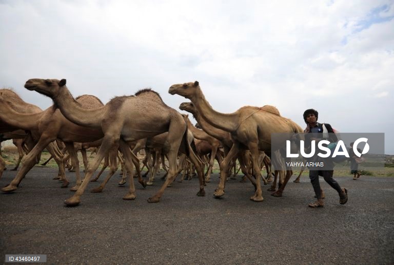 Iémen: Criação de camelos nos arredores de Saná