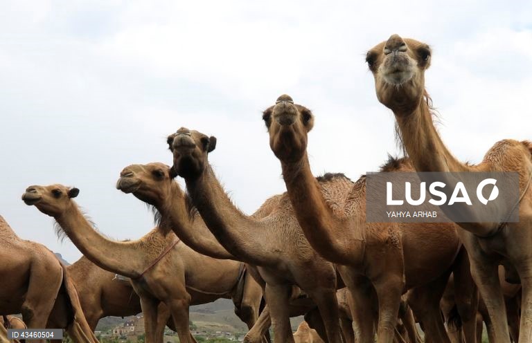 Iémen: Criação de camelos nos arredores de Saná