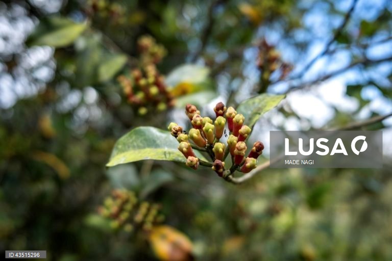 Indonésia: Colheita do cravinho no Bali