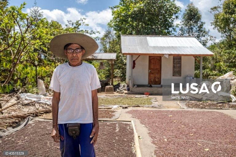 Indonésia: Colheita do cravinho no Bali