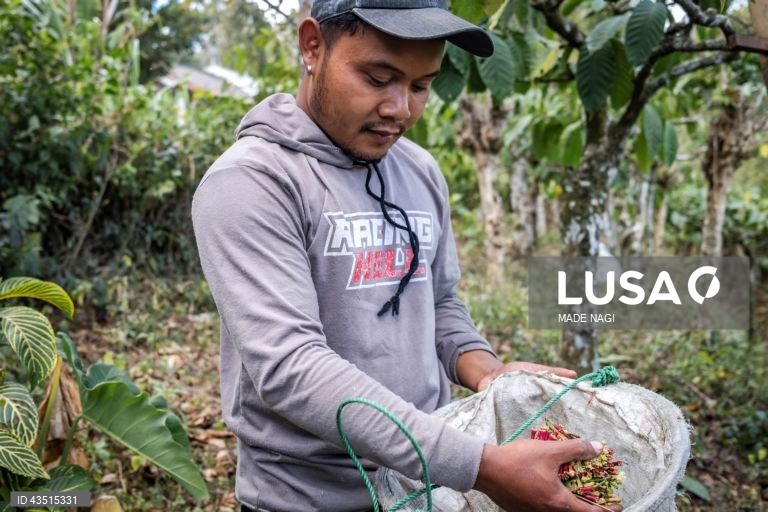 Indonésia: Colheita do cravinho no Bali