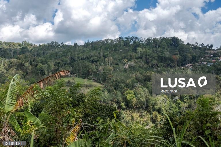 Indonésia: Colheita do cravinho no Bali