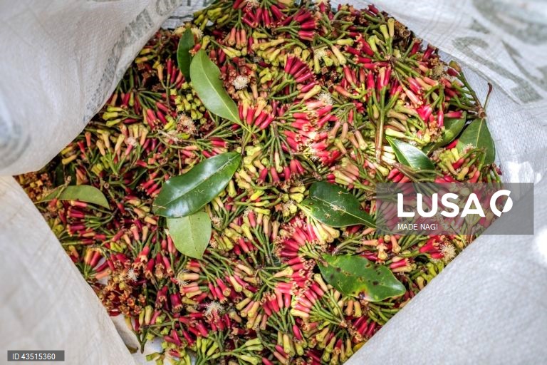 Indonésia: Colheita do cravinho no Bali